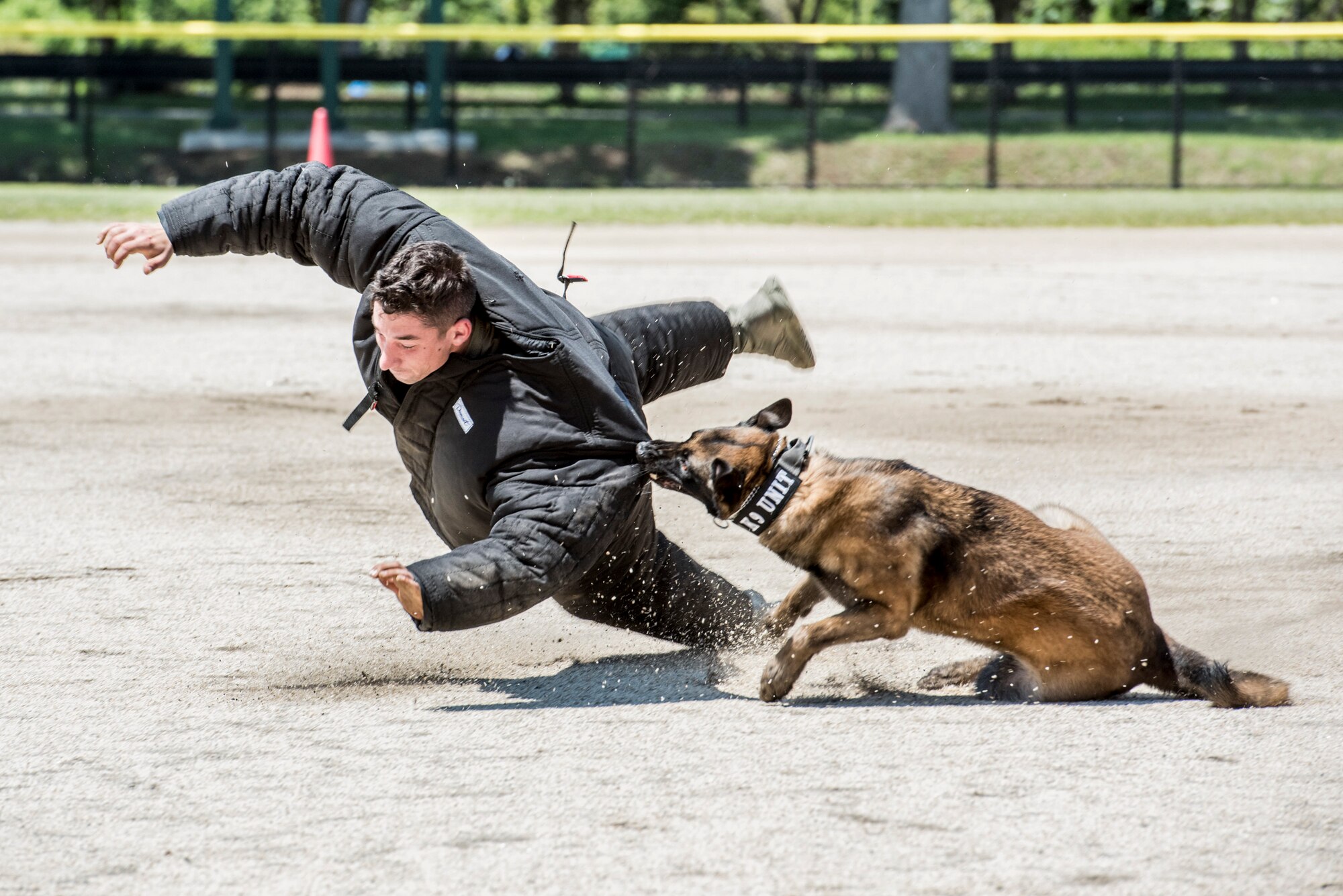 Gina, a military working dog assigned to the 51st Security Forces Squadron, takes down a decoy during Yokota's 2019 National Police Week Hard Dog Fast Dog competition, May 24, 2019, at Yokota Air Base, Japan.