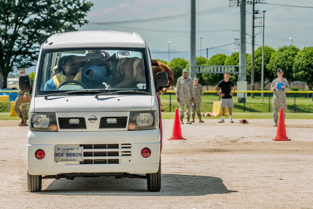 Hagin, a military working dog assigned to the 51st Security Forces Squadron, takes down a decoy after jumping through an open car window during Yokota's 2019 National Police Week Top Dog competition, May 24, 2019, at Yokota Air Base, Japan.