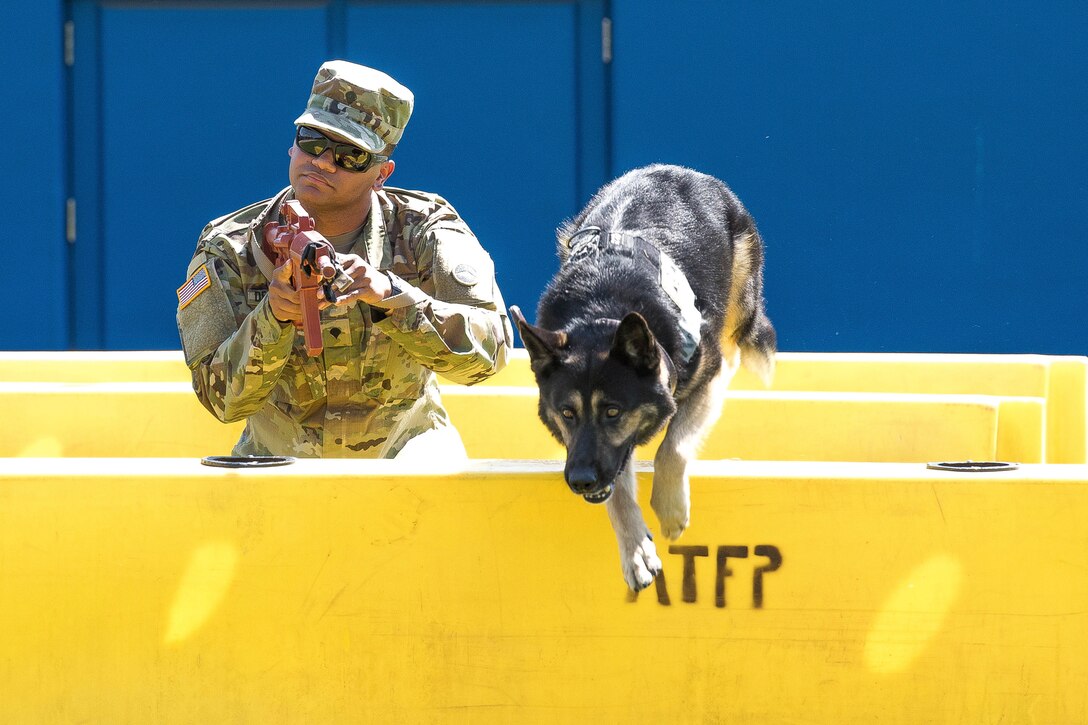 Buzo, a military working dog assigned to the 901st Military Police Detachment, jumps a barricade during Yokota's 2019 National Police Week Top Dog competition, May 24, 2019, at Yokota Air Base, Japan.