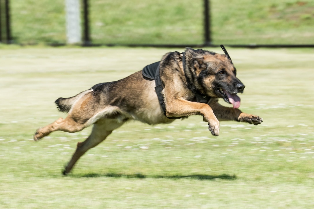 Bill, a military working dog assigned to the 901st Military Police Detachment, chases a suspect during Yokota's 2019 National Police Week Top Dog competition, May 24, 2019, at Yokota Air Base, Japan.