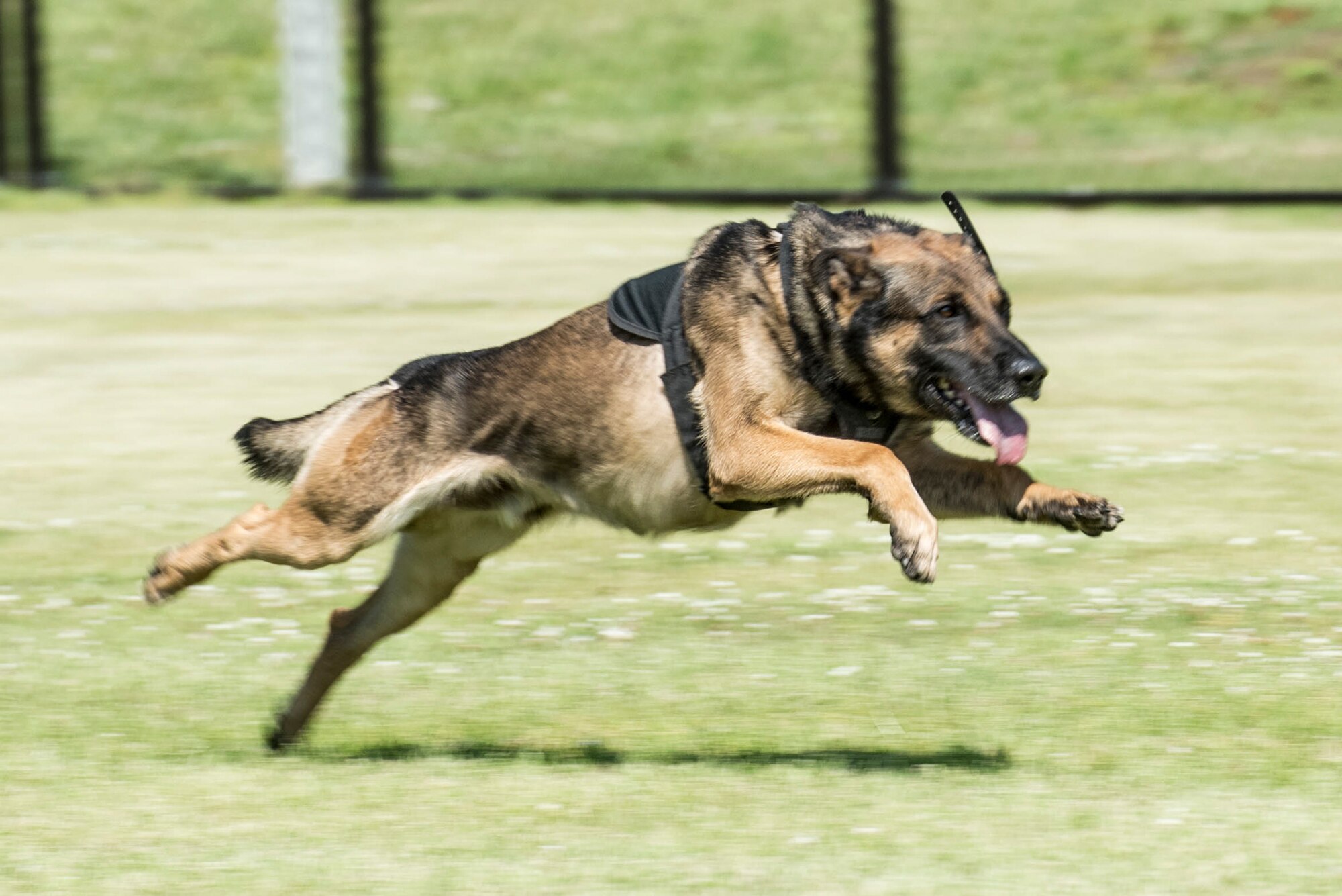 Bill, a military working dog assigned to the 901st Military Police Detachment, chases a suspect during Yokota's 2019 National Police Week Top Dog competition, May 24, 2019, at Yokota Air Base, Japan.