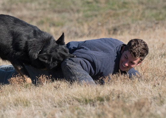 Jared Brown, Spokesman Review reporter, experiences the effectiveness of Rosso, 92nd Security Forces Squadron Military Working Dog, during a Year of the Defender media day event at Fairchild Air Force Base, Washington, Oct. 29, 2019. MWDs start their training at Lackland Air Force Base, as the U.S. Air Force manages the program that trains all the MWDs for all military branches. (U.S. Air Force photo by Senior Airman Ryan Lackey)