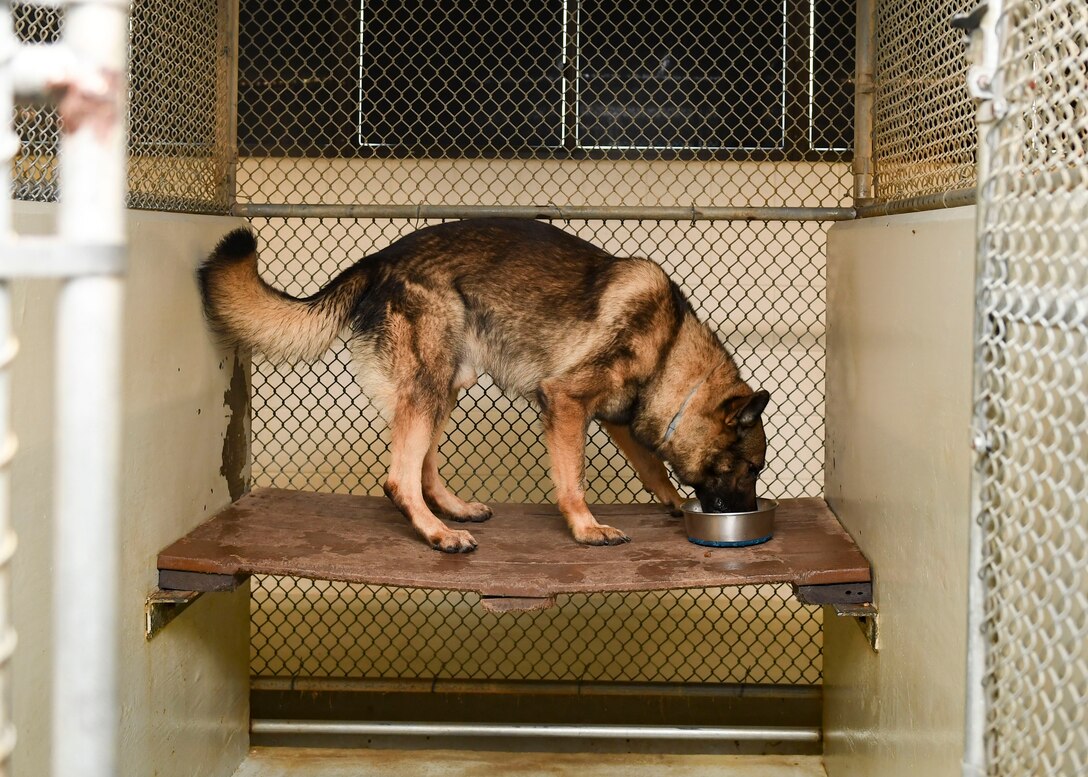 Rendi, 633rd Security Forces Squadron military working dog, eats his morning meal at Joint Base Langley-Eustis, Virginia, Sept. 27, 2019.