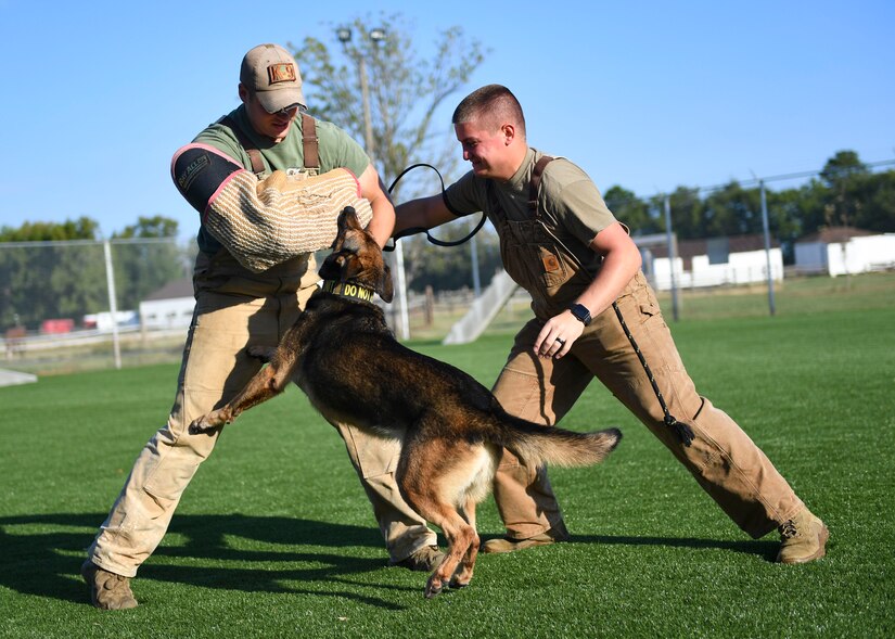 Risa, 633rd Security Forces Squadron military working dog, bites U.S. Air Force Staff Sgt. Carmen Pontello, 633rd SFS MWD trainer during bite training at Joint Base Langley-Eustis, Virginia, Sept. 27, 2019.