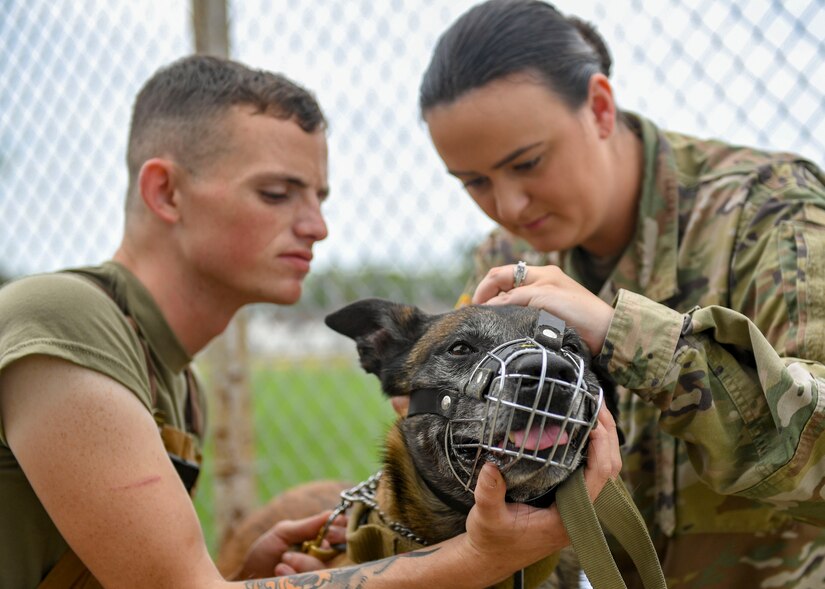 U.S. Army PFC Michaela Wilcox, Joint Base Langley-Eustis animal care specialist, examines Rex, 633rd Security Forces Squadron military working dog at JBLE, Virginia, Oct. 1, 2019.