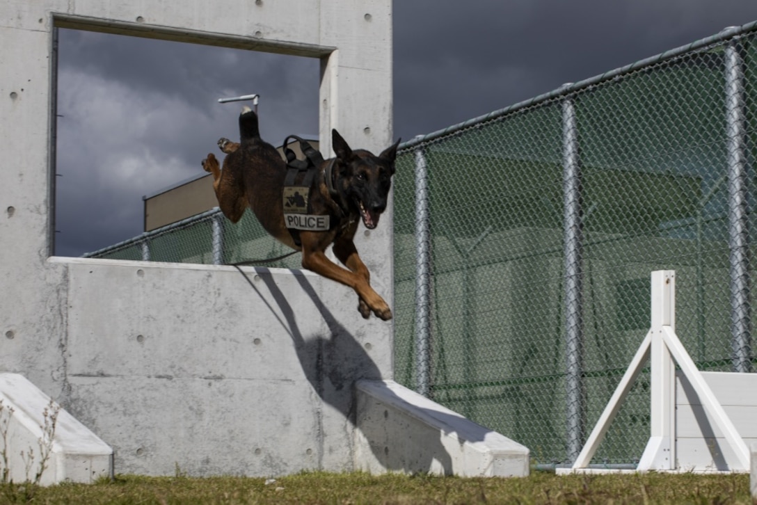 A military working dog with Headquarters and Headquarters Squadron jumps through an obstacle at Marine Corps Air Station Iwakuni, Japan, Oct. 19, 2018. DLA Troop Support Subsistence supply chain added 27 items to their menu catalogs to ensure military working dogs have adequate nutrition to provide support to the warfighter. (U.S. Marine Corps photo by Lance Cpl. Seth Rosenberg)
