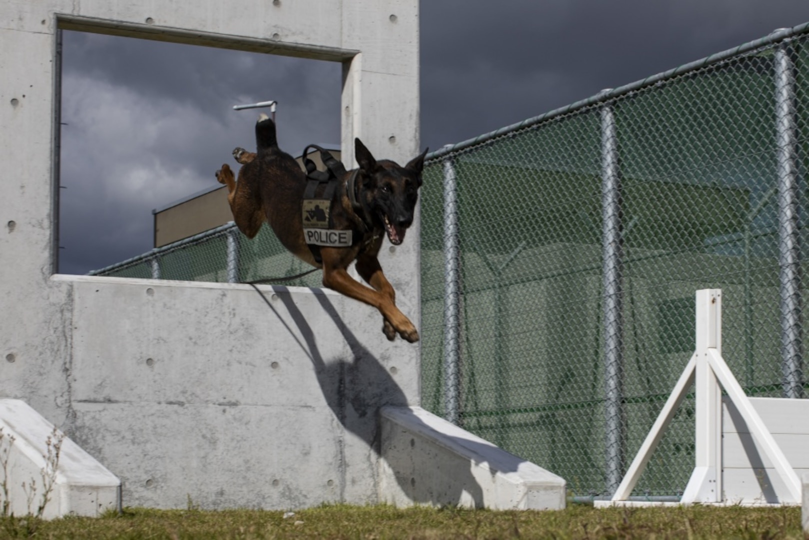 Military store dog diet