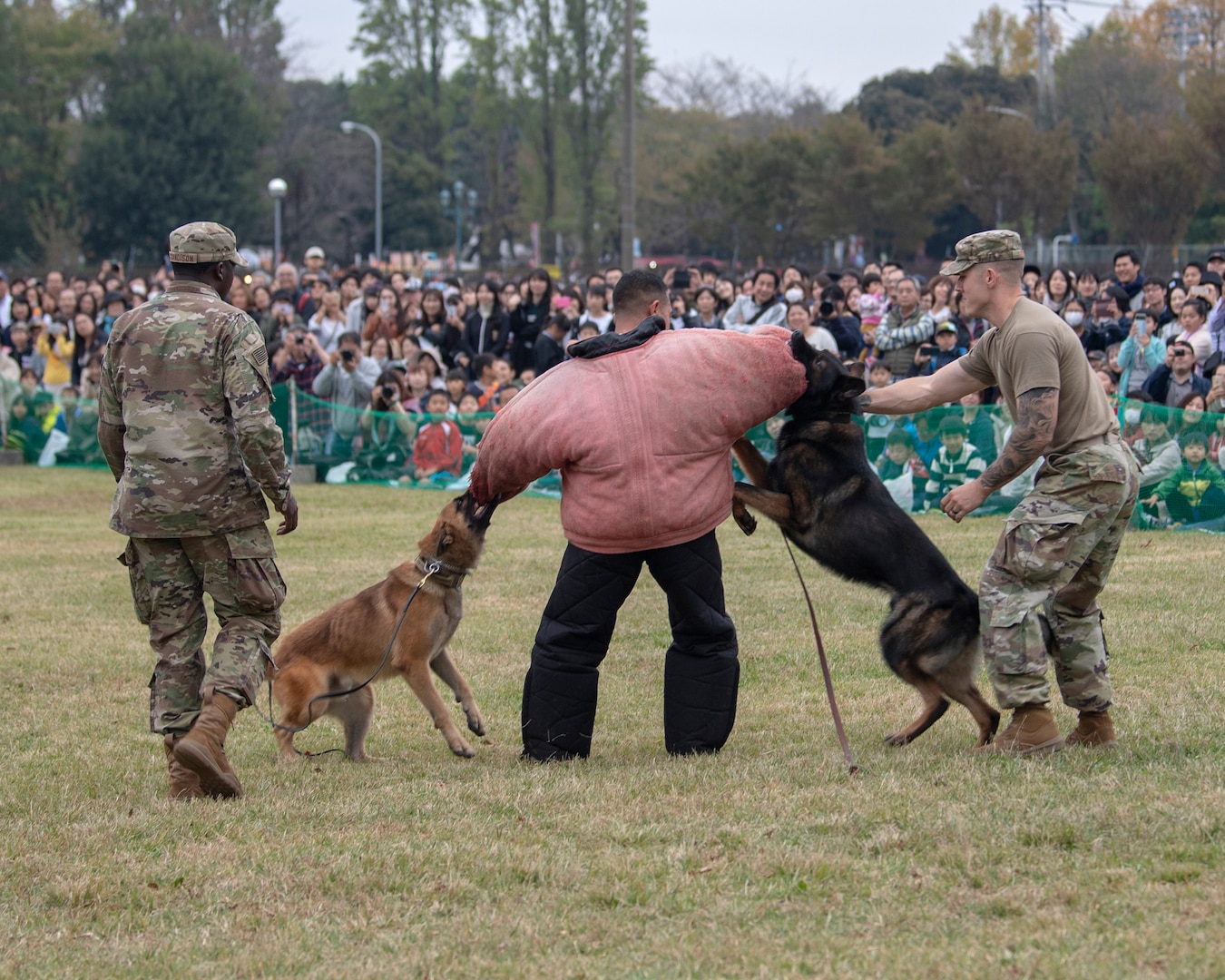 how many dogs are in the us military