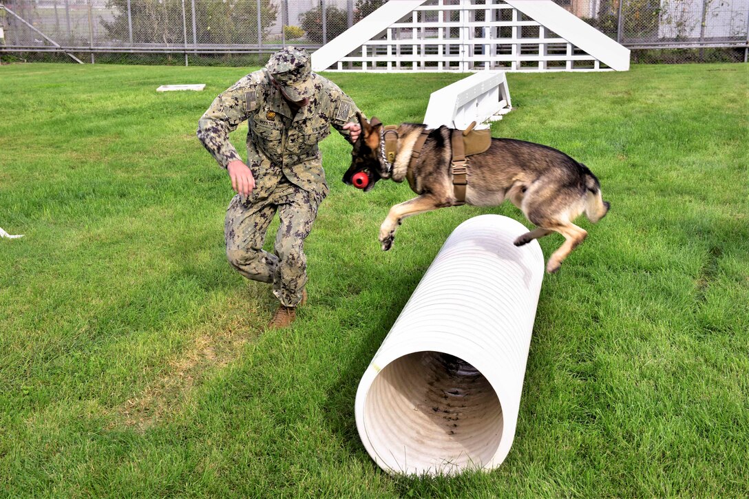 A dog jumps over an obstacle as a sailor runs beside.