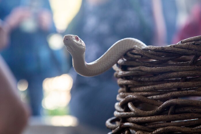 An Iwakuni white snake peeks out its resting basket at the Iwakuni Shirohebi Shrine in Iwakuni, Japan, Nov. 1, 2019. Marine Corps Air Station residents had the opportunity to learn the history of, and interact with, the white snake species.(U.S. Marine Corps photo by Cpl. Angelo Sagum)
