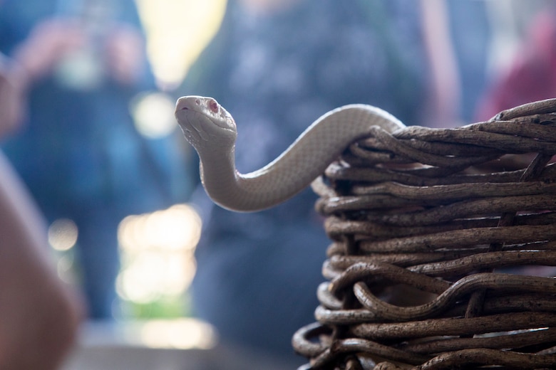 An Iwakuni white snake peeks out its resting basket at the Iwakuni Shirohebi Shrine in Iwakuni, Japan, Nov. 1, 2019. Marine Corps Air Station residents had the opportunity to learn the history of, and interact with, the white snake species.(U.S. Marine Corps photo by Cpl. Angelo Sagum)