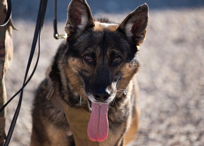 a Military Working Dog sits for a photo.