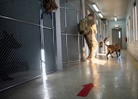 A Security Forces member walks a Military Working Dog out of the kennels.