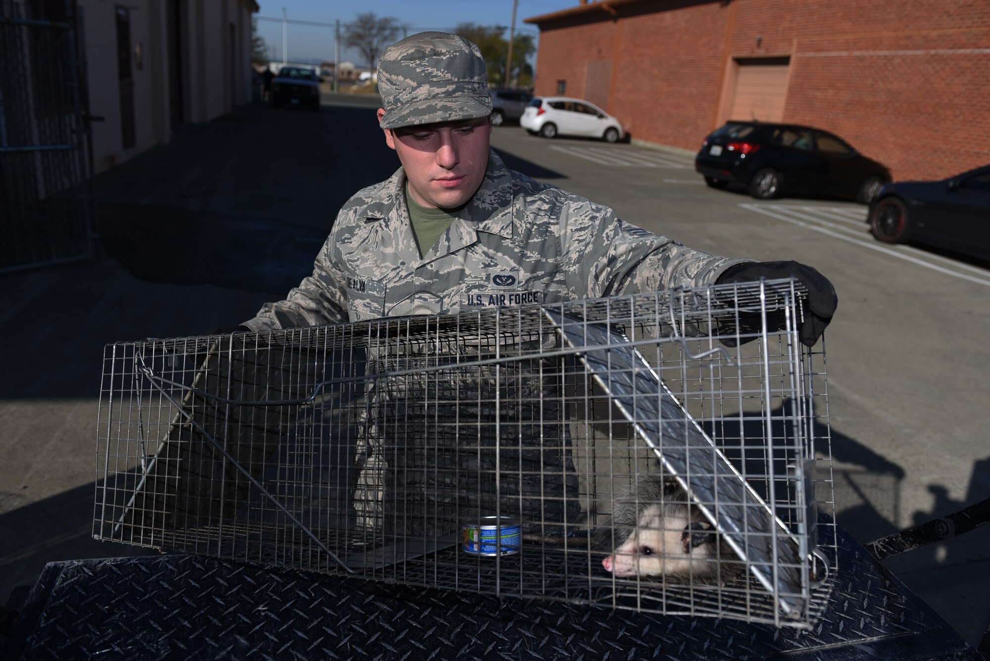 U.S. Air Force Senior Airman David De Alva, 60th Civil Engineer Squadron pest management technician, places an opossum into the bed of his truck Nov. 8, 2019, at Travis Air Force Base, California. Pest management released the opossum several miles away from the base. (U.S. Air Force photo by Airman 1st Class Cameron Otte)