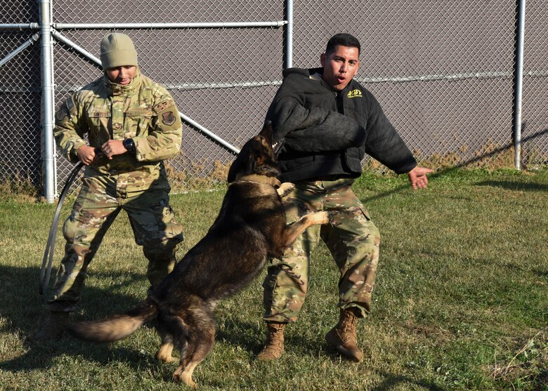 U.S. Air Force Senior Airman Edwin Leyva, 8th Security Forces Squadron military working dog handler, reacts to being bitten by MWD Nex during a demonstration at Kunsan Air Base, Republic of Korea, Nov. 8, 2019.  The demonstration was part of a base tour for 41 local students from Gunsan Dong High School that taught the students how MWDs are trained and their role in the U.S. Air Force. (U.S. Air Force photo by Staff Sgt. Anthony Hetlage)