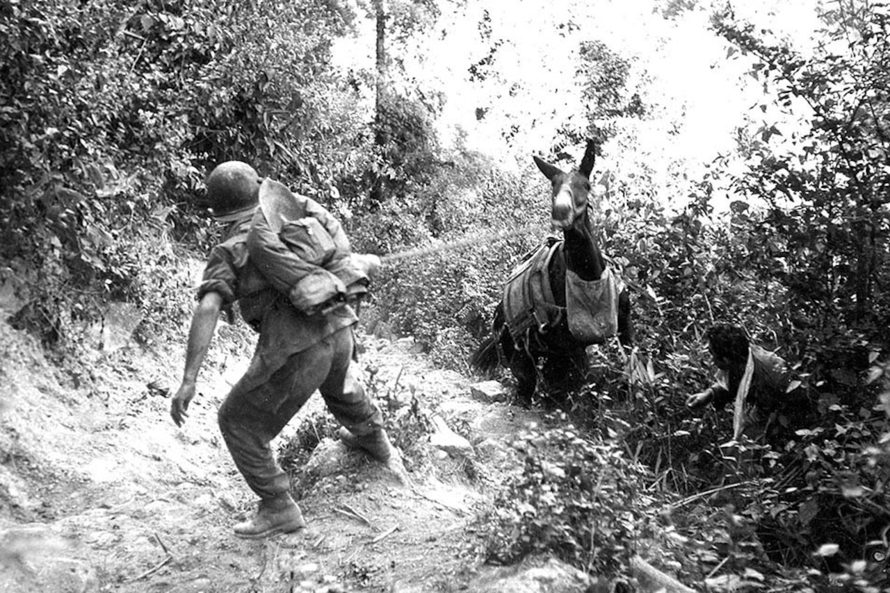 A soldier pulls the lead rope of a mule that is struggling to climb back onto a rocky trail.