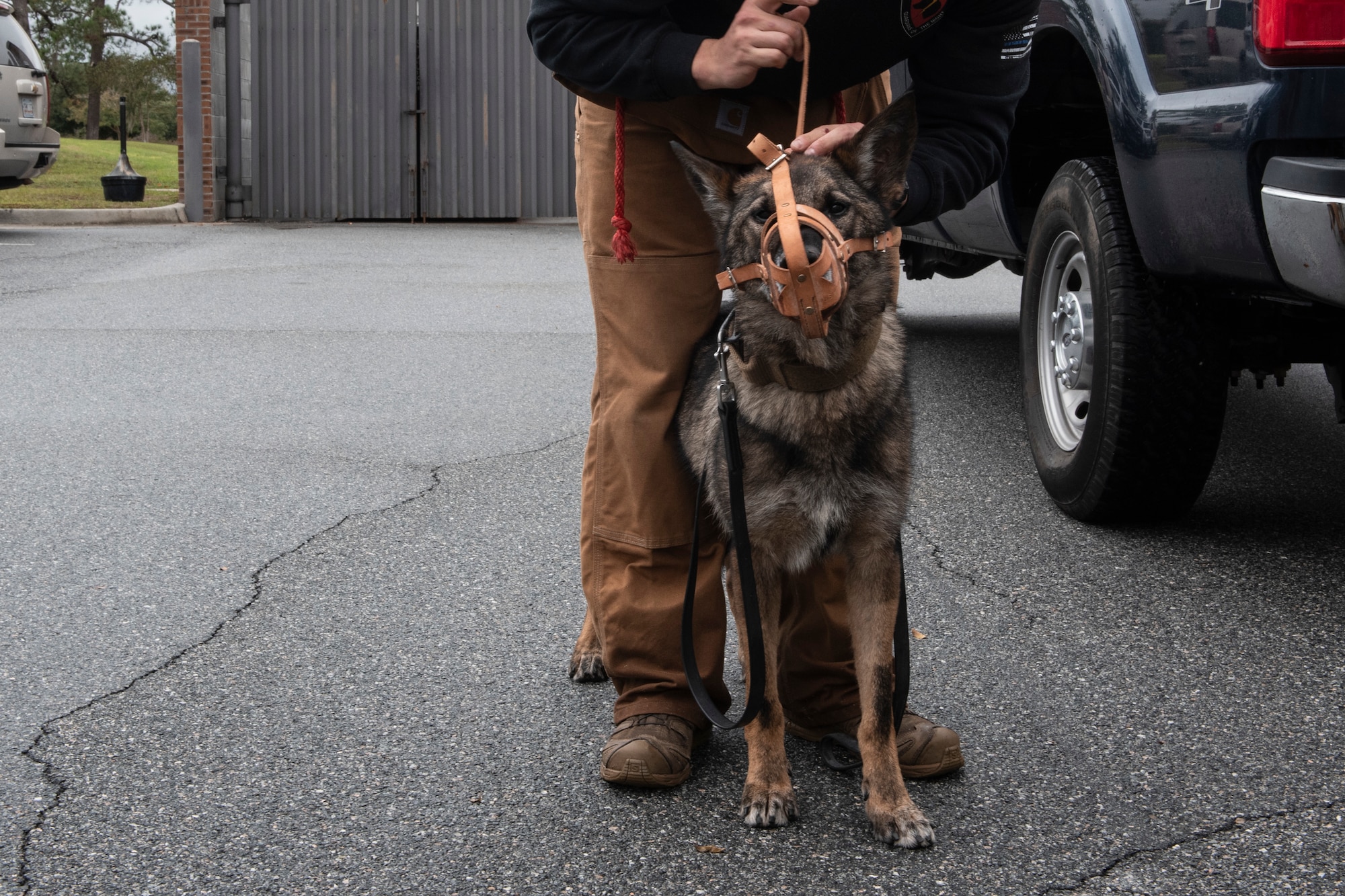 A photo of a military working dog handler putting a muzzle on a military working dog.