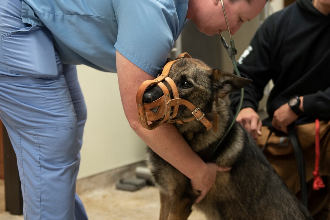 A photo of a veterinarian checking the pulse of a military working dog.