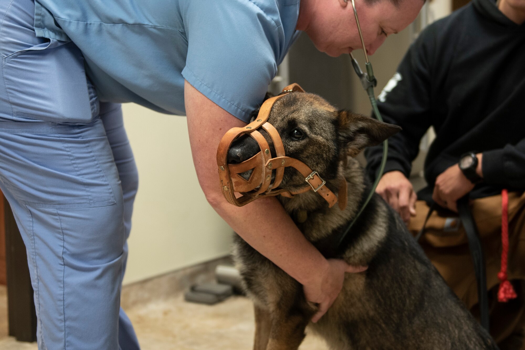 A photo of a veterinarian checking the pulse of a military working dog.