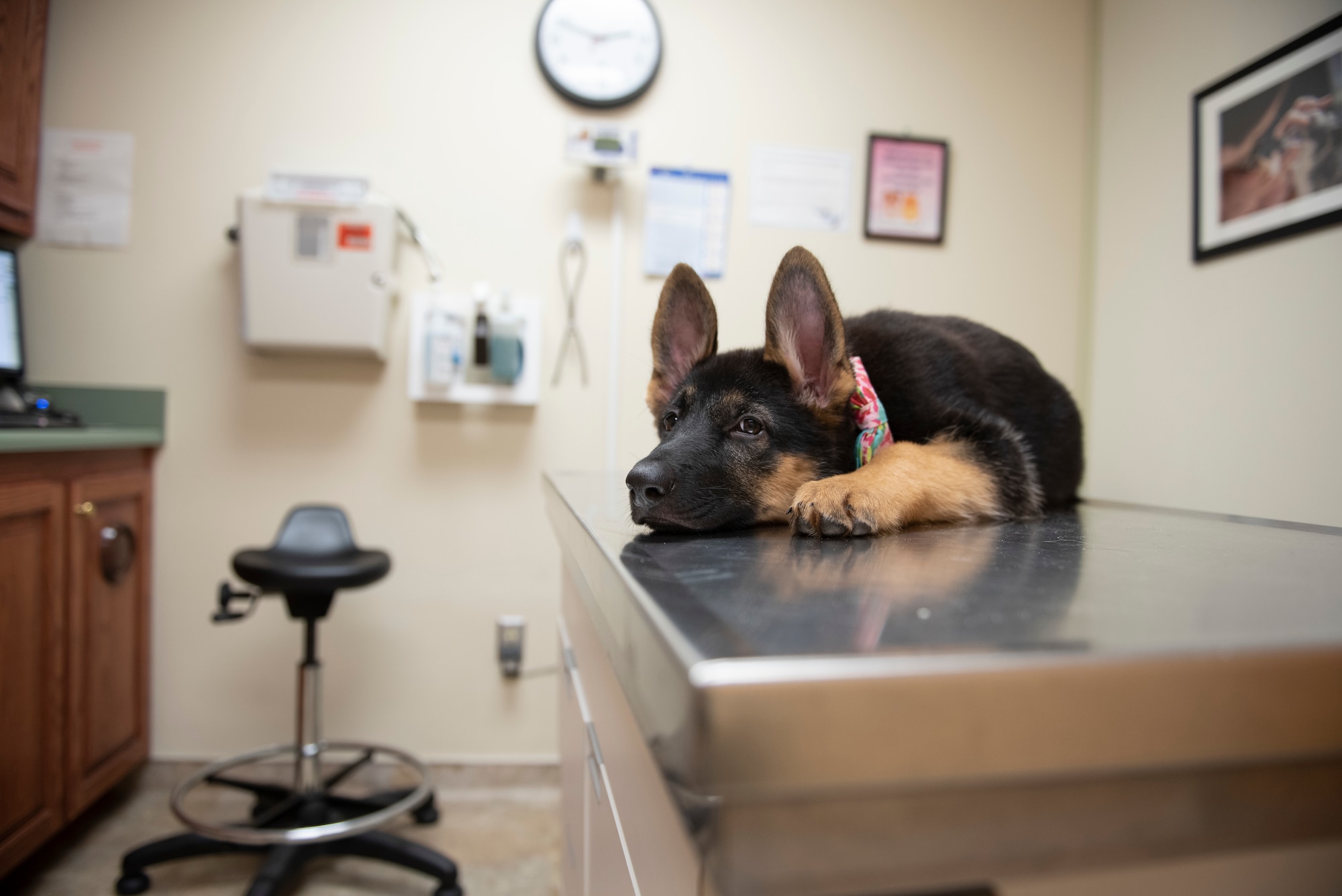 A photo of a German Shepard puppy waiting to be seen at a veterinary treatment facility.