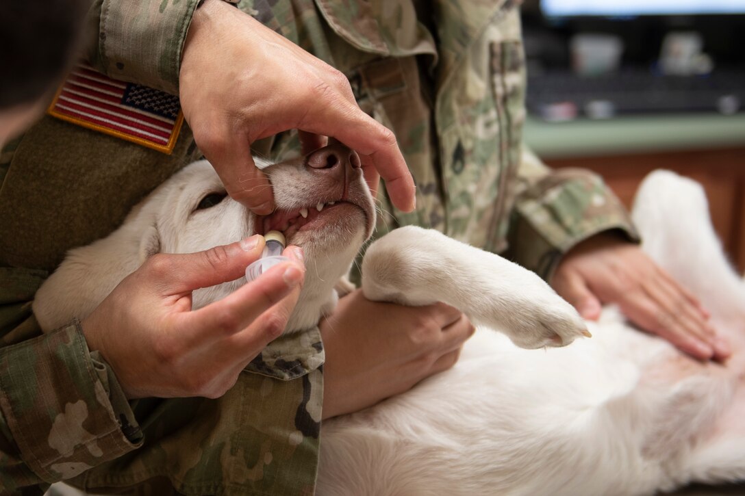 A photo of an animal care specialist giving a dog a vaccine.
