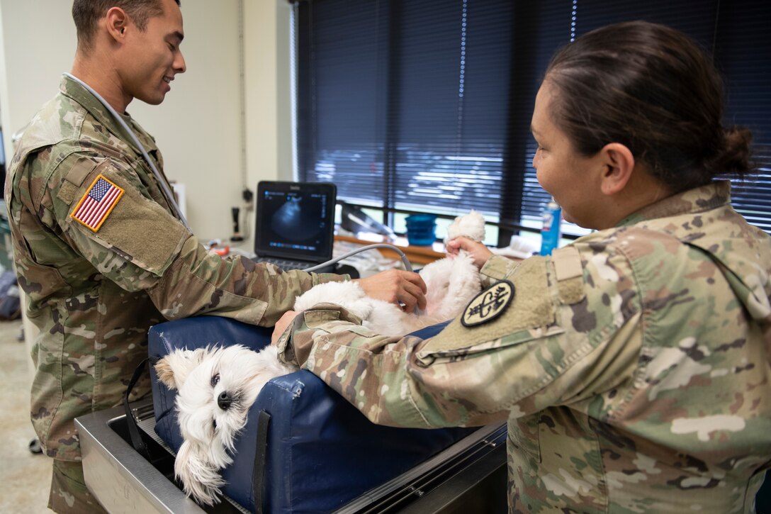A photo of animal care specialists conducting a urinalysis test.