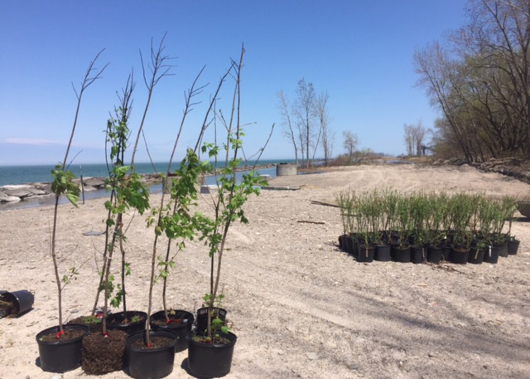 Tree and shrubs about to be planted on Walnut Beach.