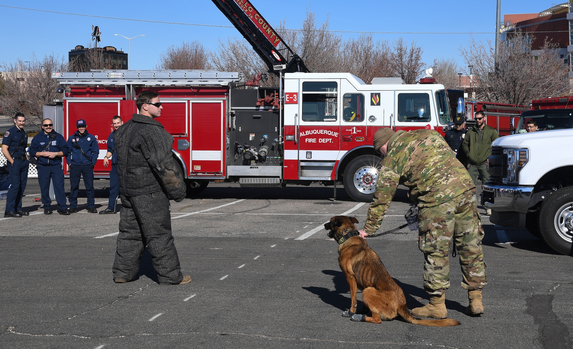 Photo of military working dog doing a demonstration.