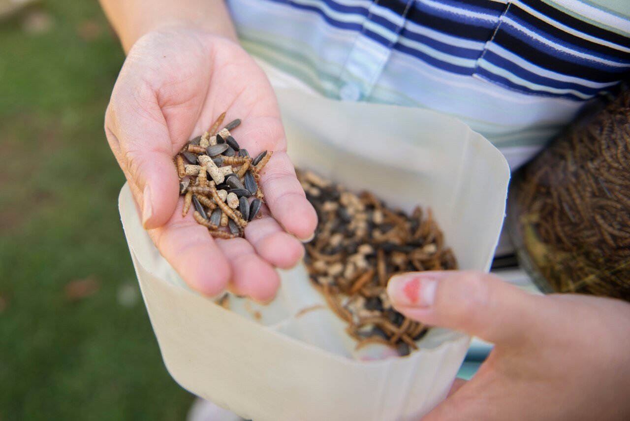 Woman’s hands mix worms and seeds in a container to feed to her chickens.
