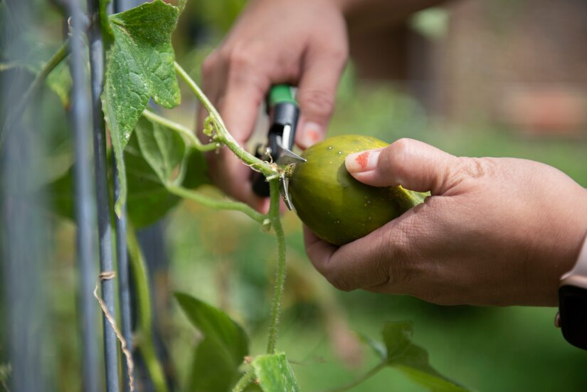 Close-up shot of woman snipping a cucumber from a vine.