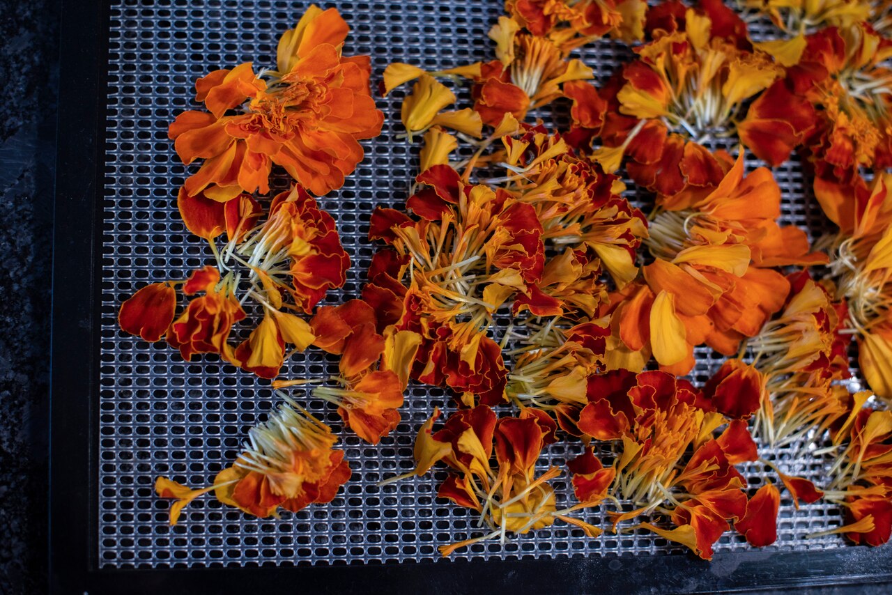 Marigold petals lie on a dehydrating rack.