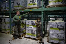 U.S. Marines and JMSDF Soldiers conduct MWD detection training exercises