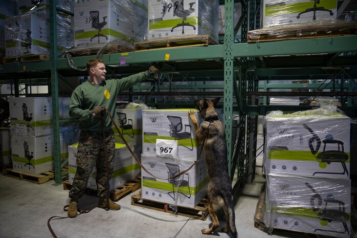 U.S. Marines and JMSDF Soldiers conduct MWD detection training exercises