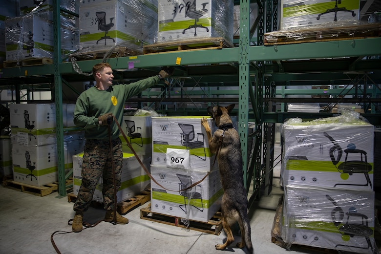 U.S. Marines and JMSDF Soldiers conduct MWD detection training exercises
