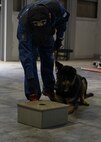 U.S. Marines and JMSDF Soldiers conduct MWD detection training exercises
