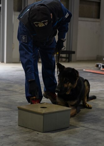 U.S. Marines and JMSDF Soldiers conduct MWD detection training exercises