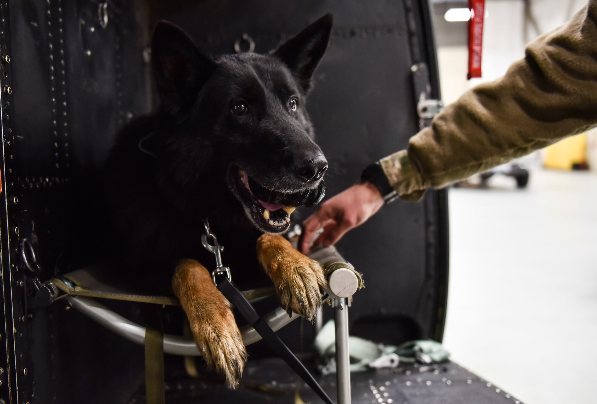 Military Working Dog Rosso, 92nd Security Forces Squadron MWD, chews on a toy after successfully boarding a 36th Rescue Squadron UH-1N Huey Nov. 20, 2019, at Fairchild Air Force Base, Washington.