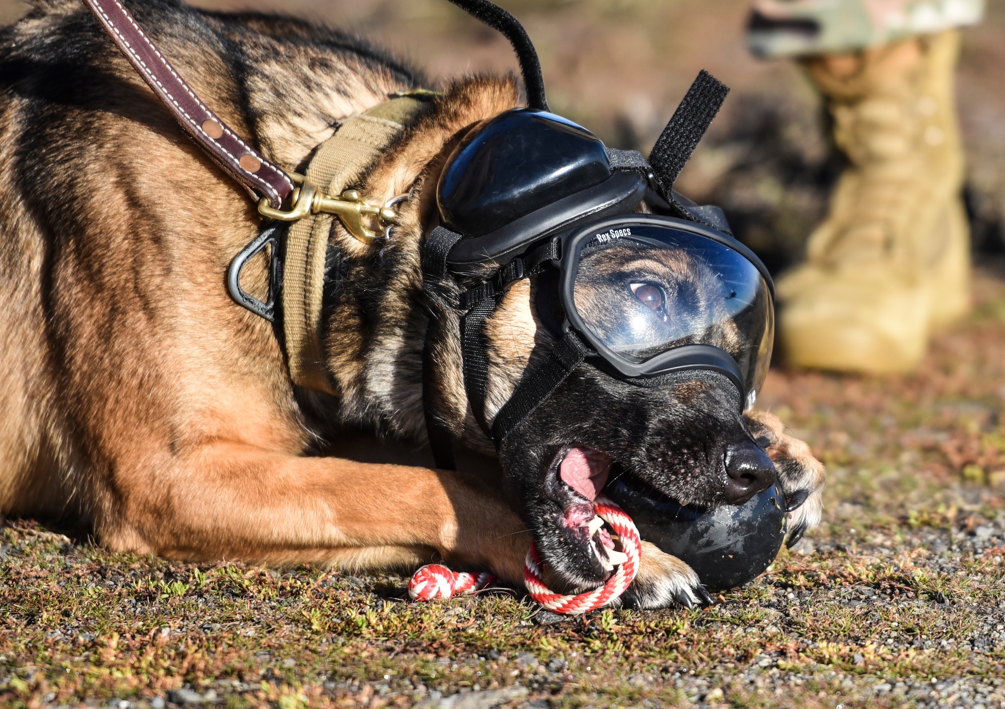Military Working Dog Rosso, 92nd Security Forces Squadron MWD, chews on a toy before boarding a 36th Rescue Squadron UH-1N Huey Nov. 21, 2019, at Fairchild Air Force Base, Washington.