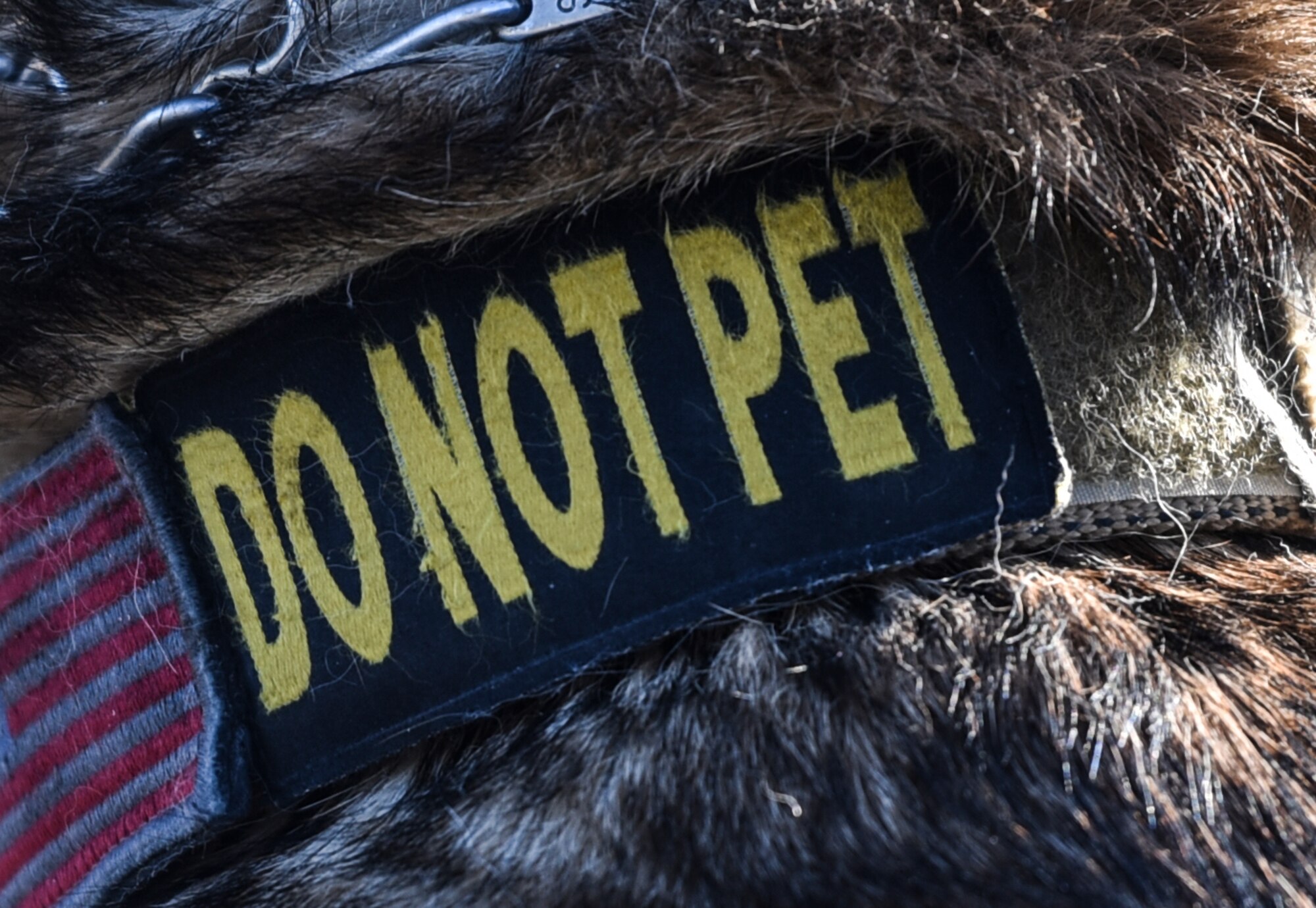 The collar of a Military Working Dog, from the 92nd Security Forces Squadron, warns people to not pet it Nov. 21, 2019, at Fairchild Air Force Base, Washington.