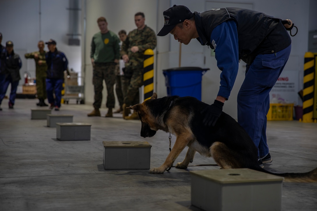 U.S. Marines and JMSDF Soldiers conduct MWD detection training exercises