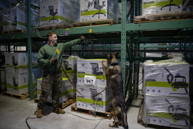 U.S. Marines and JMSDF Soldiers conduct MWD detection training exercises