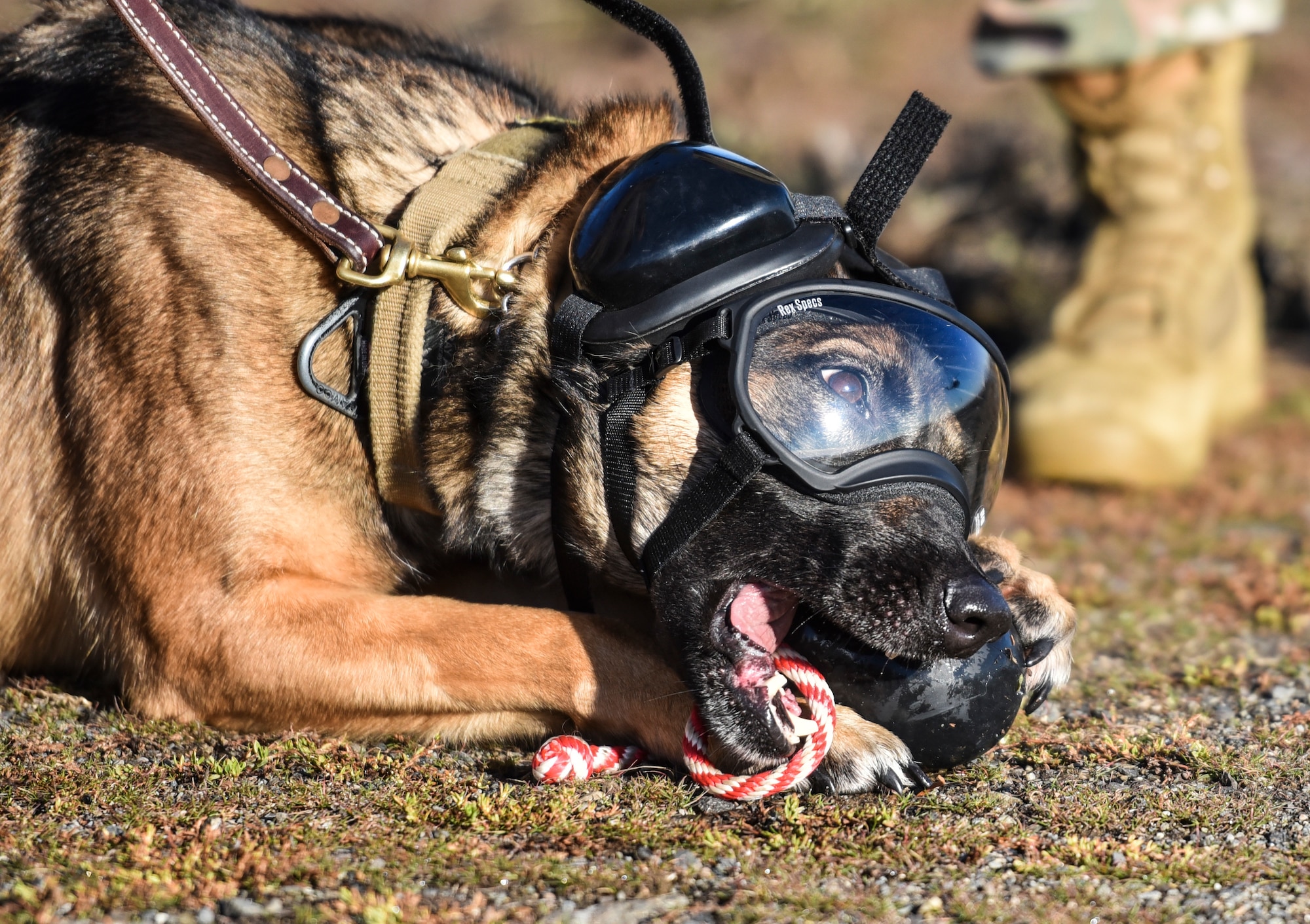 Fairchild Military Working Dogs participate in Huey training U.S. Air Force Expeditionary Center Article Display