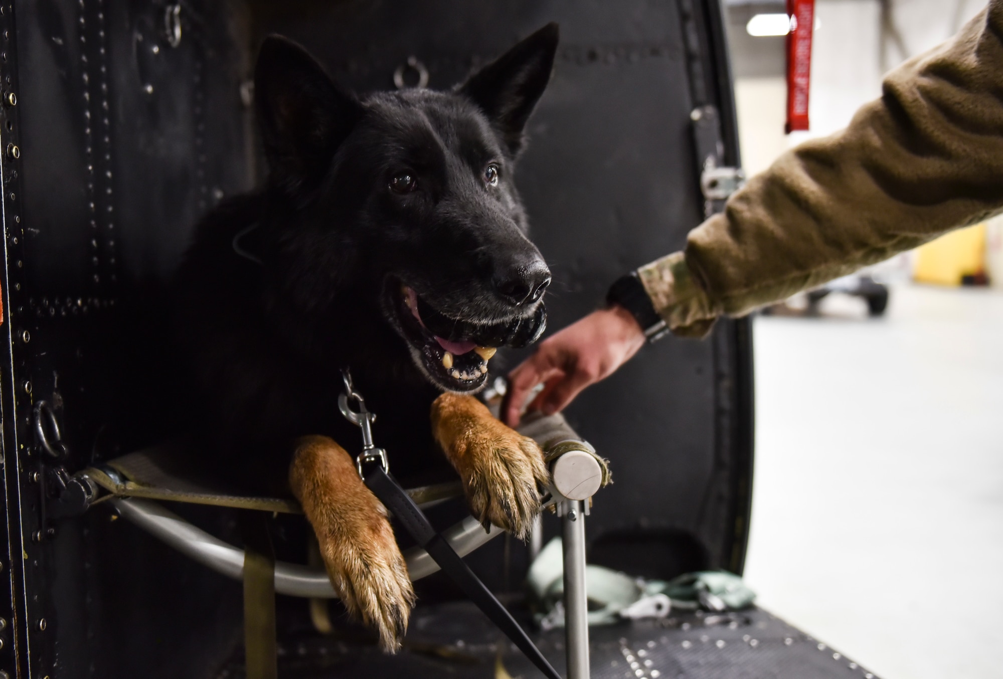 Military Working Dog Rosso, 92nd Security Forces Squadron MWD, chews on a toy after successfully boarding a 36th Rescue Squadron UH-1N Huey Nov. 20, 2019, at Fairchild Air Force Base, Washington.