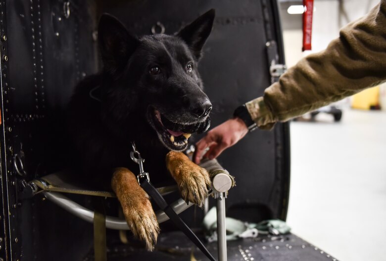 Military Working Dog Rosso, 92nd Security Forces Squadron MWD, chews on a toy after successfully boarding a 36th Rescue Squadron UH-1N Huey Nov. 20, 2019, at Fairchild Air Force Base, Washington.