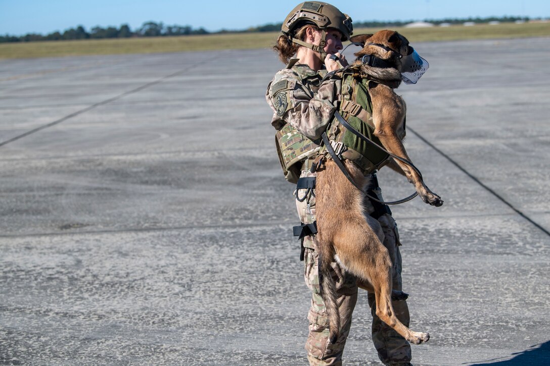 A photo of a military working dog handler testing her dog's safety harness