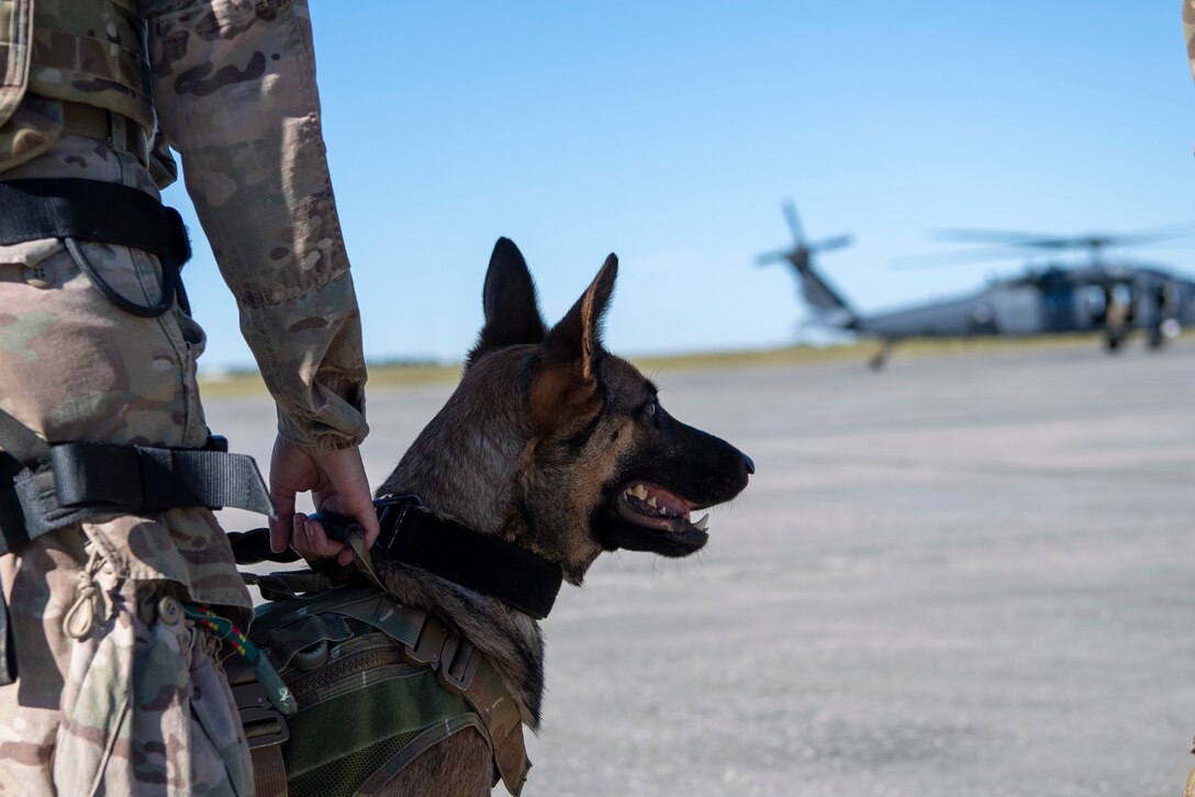 A photo of a military working dog handler waiting with her dog to board a helicopter