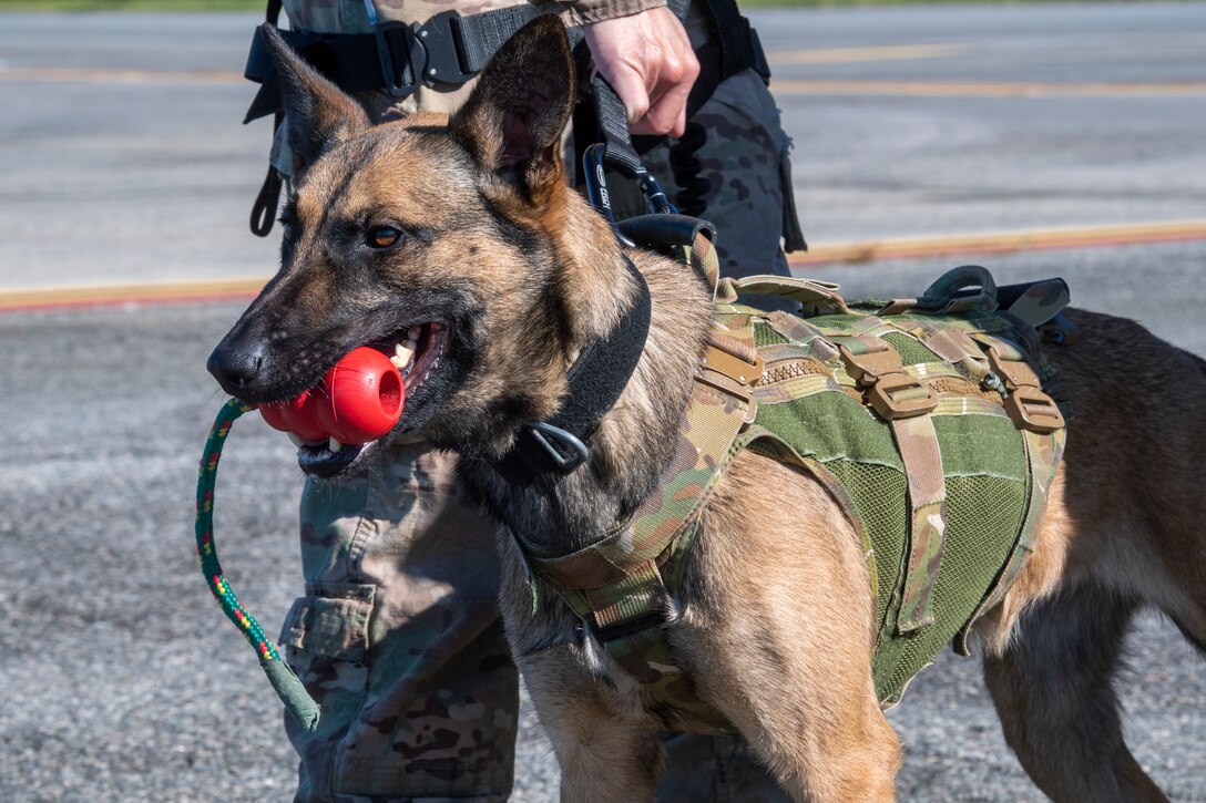 A photo of a military working dog chewing on a toy