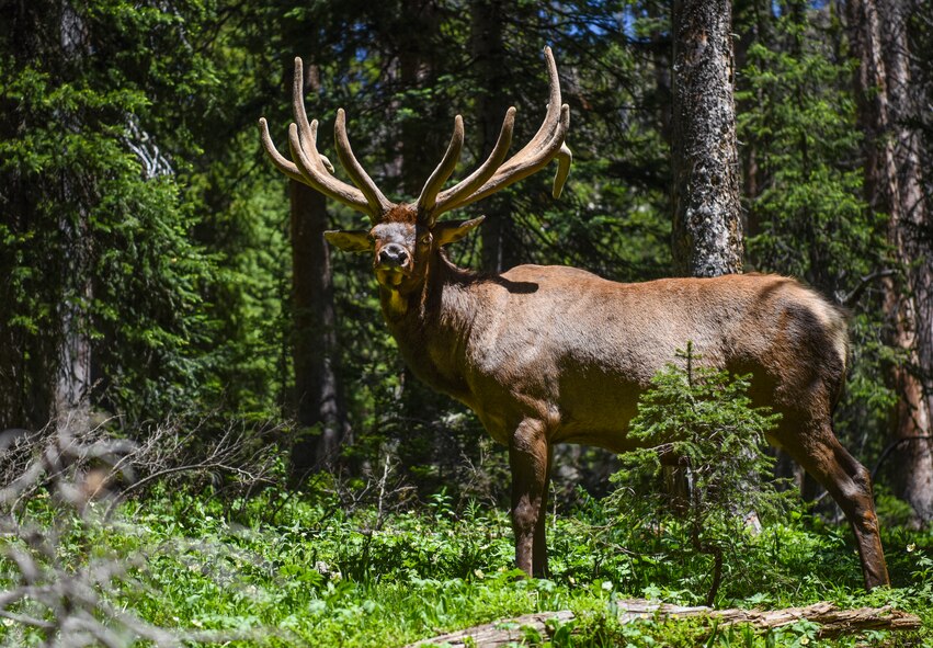 An elk approaches the campsite established by 99th Communications Squadron (CS) annual award winners during a backpacking trip across the Continental Divide in Rocky Mountain National Park, Colorado, July 19, 2019. The 99th CS Airmen trekked 26 miles deep into remote sections of the mountain range, encountering a wide variety of wildlife along the way. (U.S. Air Force photo by Staff Sgt. Joshua Kleinholz)