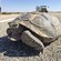 A desert tortoise sits on Mercury Blvd. (Courtesy photo)