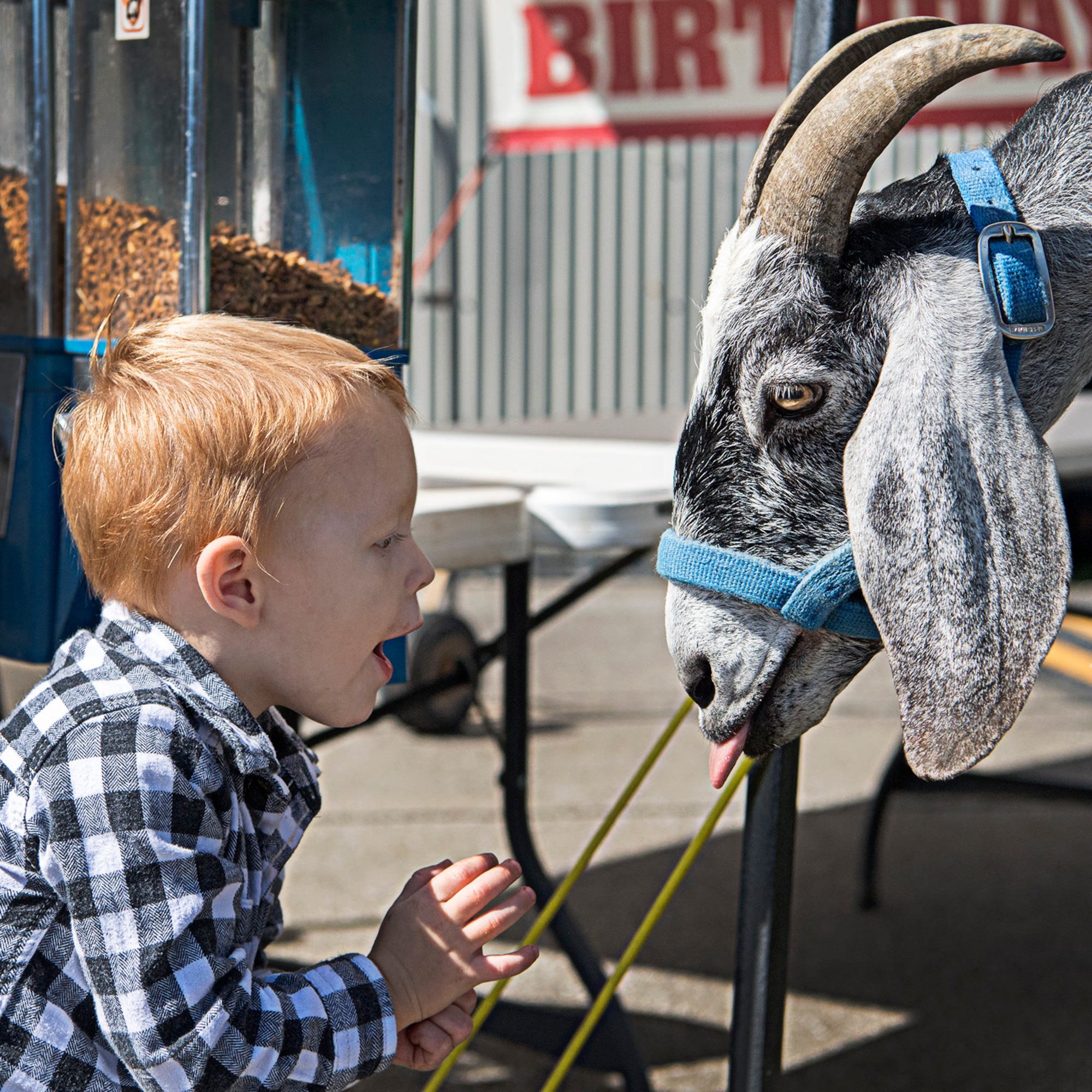 Austin Zaremba, son of Tech. Sgt. Anna Zaremba, 434th Aerospace Medicine Squadron, tries talking to a goat Oct. 5, 2019 during a fall festival at Grissom Air Reserve Base, Indiana. The festival gave unit members and their families an opportunity to throttle back after a busy year of deployments, exercises, inspections and an airshow. (U.S. Air Force photo/Douglas Hays)